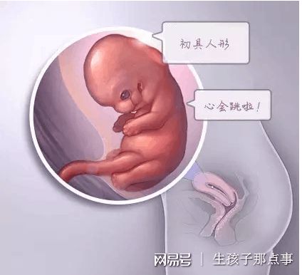 试管供卵公司